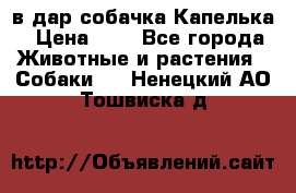 в дар собачка Капелька › Цена ­ 1 - Все города Животные и растения » Собаки   . Ненецкий АО,Тошвиска д.